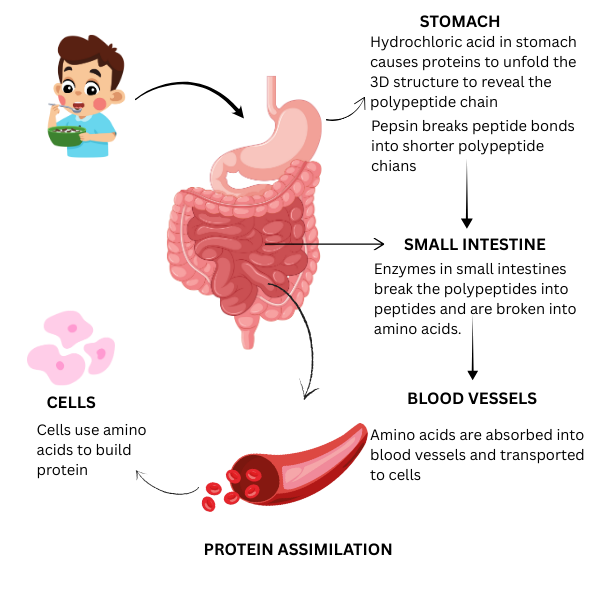 Digestion of Protein